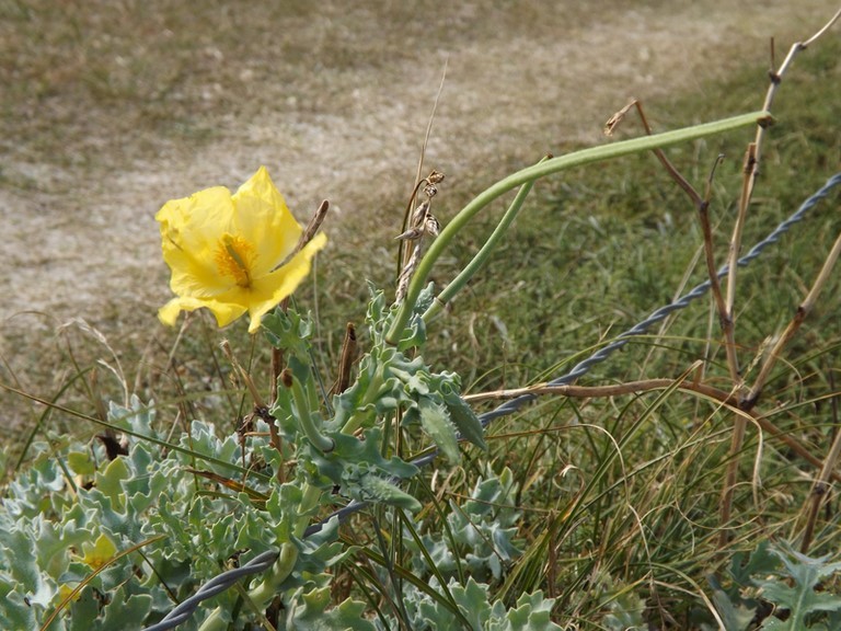 Fleur de pavot cornu