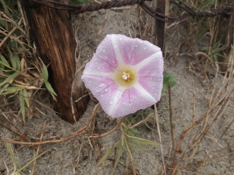 fleur de liseron des dunes