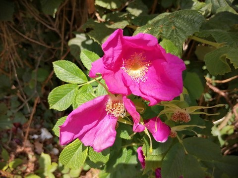 Rose rugueuse en fleur