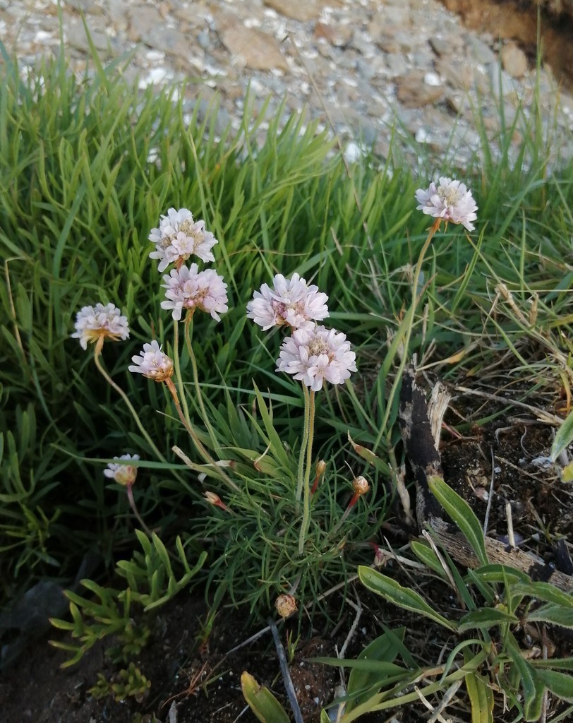 Armérie maritime en fleur