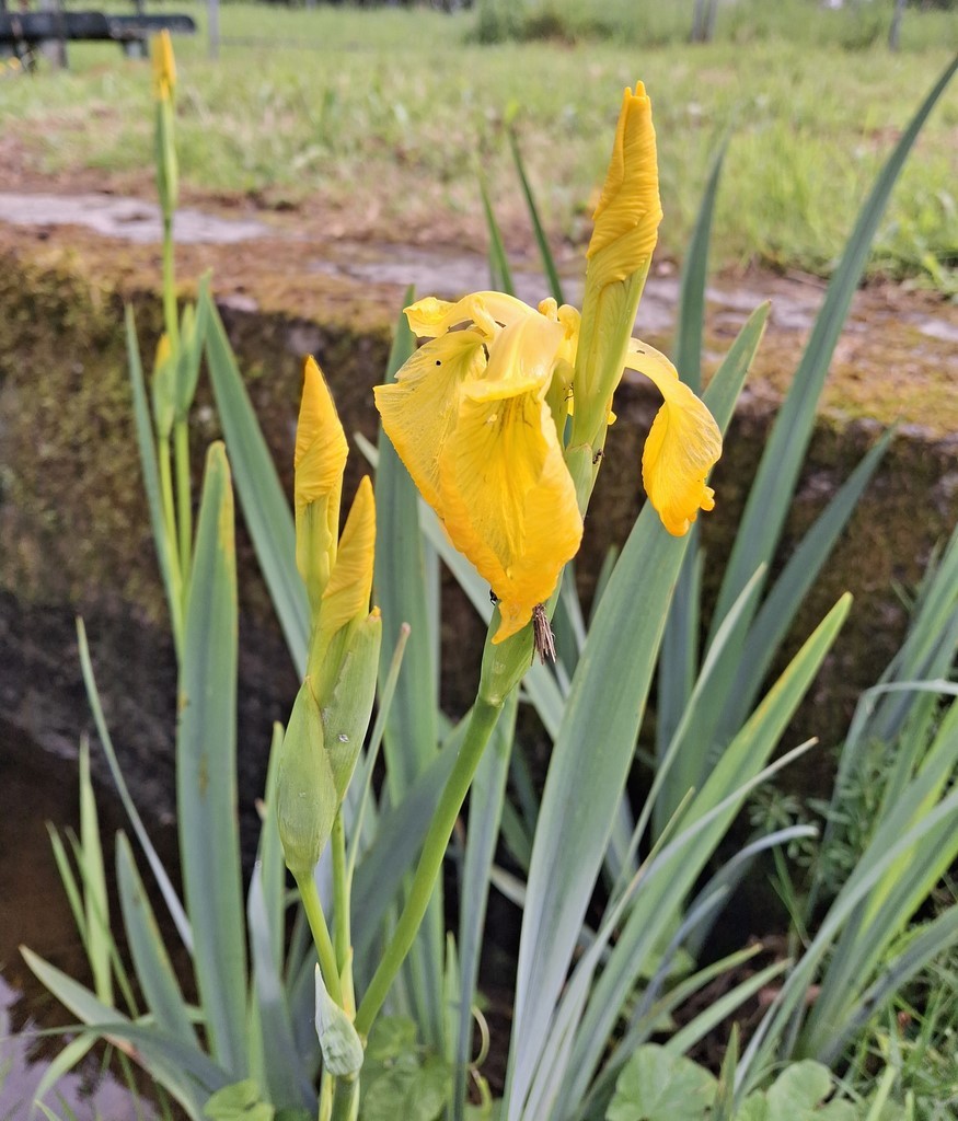 Iris des marais en fleur