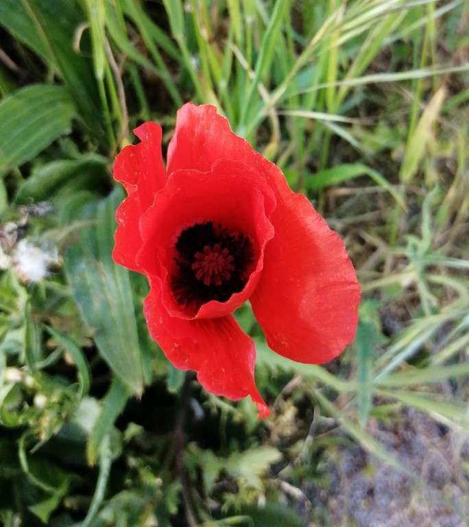 Coquelicot en fleur