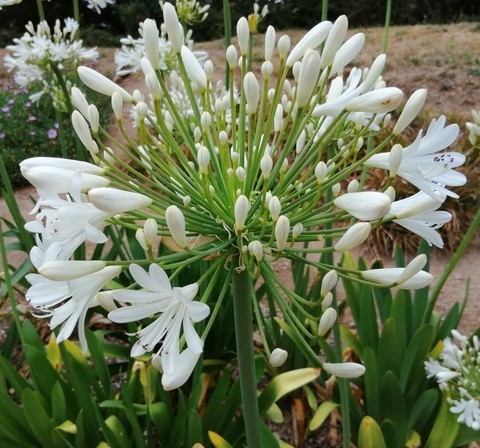 Fleur d'agapanthe blanche