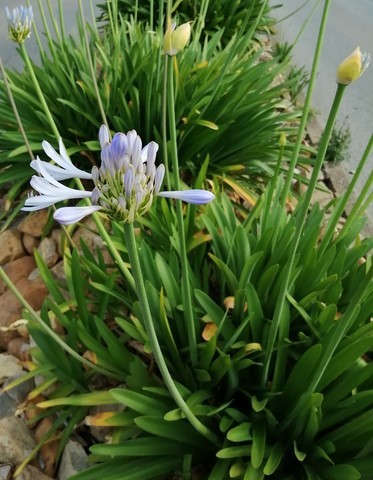 Agapanthe bleue en fleur