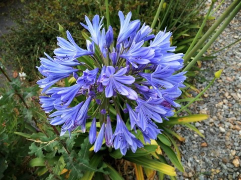 Fleur d'agapanthe bleue