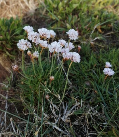 armérie maritime en fleur